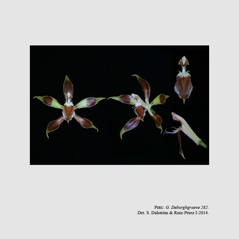 Odontoglossum filamentosum